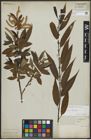 Foto von Salix alba L. x Salix fragilis L.